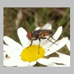 Phasia aurigera - Raupenfliege w02.jpg